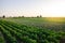 A farm field planted with different crops. Growing capsicum peppers, leeks and eggplants. Agriculture, farmland. Growing organic