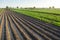 Farm field planted landscape of potatoes and carrots. An empty seeded area with ridges. Agroindustry and agribusiness farming