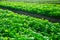 Farm field planted with ripening arugula