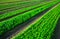 Farm field planted with ripening arugula