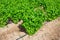 Farm field planted with ripening basil