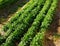 Farm field with ripening arugula