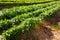 Farm field with ripening arugula