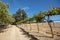 Farm field road through rows of vines in vineyard in wine country under blue sky in California US
