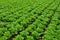 Farm field with rows of young fresh green romaine lettuce plants growing outside under italian sun, agriculture in Italy