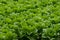 Farm field with rows of young fresh green romaine lettuce plants growing outside under italian sun, agriculture in Italy