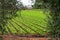 Farm field with rows of young fresh green romaine lettuce plants growing outside under italian sun, agriculture in Italy