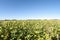 Farm field of soybeans