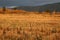 Farm field stubble.