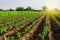 Farm field sweet pepper plantation. Growing vegetables outdoors on open ground. Farming, agriculture landscape. Agroindustry