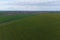 Farm field texture in spring aerial view. Smooth rows of plants.