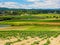 Farm field with vegetable crop recently planted