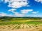 Farm field with vegetable crop recently planted