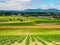 Farm field with vegetable crop recently planted