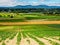 Farm field with vegetable crop recently planted