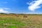 Farm Field In West Australia