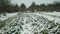 Farm field winter snow frost bio cauliflower leaves leaf Brassica oleracea land root crop farming harvest cultivated