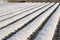 Farm fields covered in rows of membrane-covered spunbond with potatoes planted in early spring. Increased plant survival crop