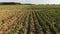 Farm fields with gladiolus flowers. Low drone flight.