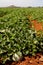 Farm fields, melons plantation