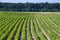 Farm fields on the slopes of the hills are planted with potatoes. The crop grows well after sowing, has healthy leaves, strong