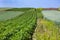 Farm fields on the slopes of the hills are planted with potatoes. The crop grows well after sowing, has healthy leaves, strong