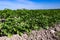 Farm fields on the slopes of the hills are planted with potatoes. The crop grows well after sowing, has healthy leaves, strong