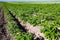 Farm fields on the slopes of the hills are planted with potatoes. The crop grows well after sowing, has healthy leaves, strong