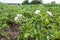 Farm fields on the slopes of the hills are planted with potatoes. The crop grows well after sowing, has healthy leaves, strong