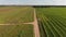 Farm fields with sweet corn and flowers. Aerial view.