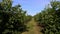 Farm, fields of walnut plantations. rows of healthy walnut trees in a rural plantation with ripening walnuts on trees on