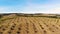 farm, fields of walnut plantations. rows of healthy walnut trees in a rural plantation with ripening walnuts on trees on