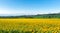 Farm flower on sunflower and mountains