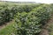 Farm flowered coffee plantation in Brazil