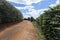 Farm flowered coffee plantation in Brazil