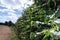 Farm flowered coffee plantation in Brazil