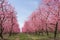 Farm with flowering trees