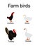 Farm fowl birds vector illustration isolated on white background. Domestic poultry: Turkey, goose, hen chicken, duck vector. Ranch
