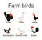 Farm fowl birds vector illustration isolated on white background. Domestic poultry: Turkey, goose, rooster, chicken, duck vector.