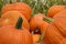 Farm Fresh Cut Pumpkins