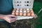 Farm Fresh Eggs in Carton