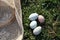 Farm fresh eggs in springtime close up straw hat