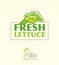 Farm Fresh Lettuce Salad Creative Vector Design Element On Cardboard Texture Background.