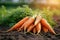 Farm freshness beautiful bunch of carrots in the field