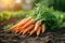 Farm freshness beautiful bunch of carrots in the field