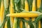 Farm freshness Yellow corn nestled in green leaves on the field