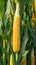 Farm freshness Yellow corn nestled in green leaves on the field