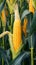 Farm freshness Yellow corn nestled in green leaves on the field