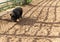 On the farm, friendly pig wants to visit