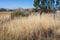 Farm gate to horse enclosure in South Africa